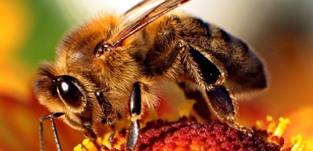 Cardboard Children: Games With Buzz