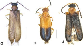 Say hello to Articuno, Zapdos and Moltres – three new species of beetle
