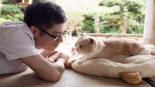 Cat collecting game Neko Atsume is getting a live-action film adaptation