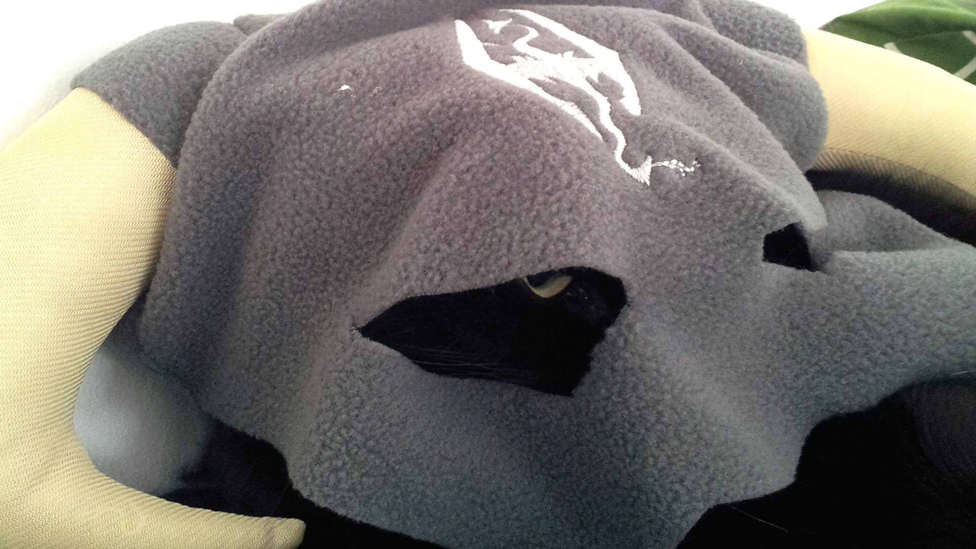 New Elder Scrolls Online expansion brings back the dragons (and also cats)