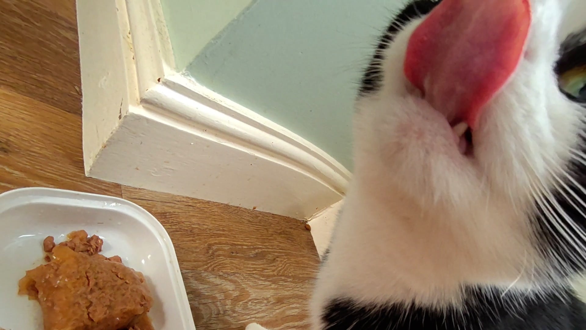 The quality of this image taken from Passthrough view shows so much detail of Ian&rsquo;s cat Tilly who is blepping at the camera. You can see old bits of catfood on the floor near &lsquo;Din Dins Corner&rsquo; because cats are messy eaters.