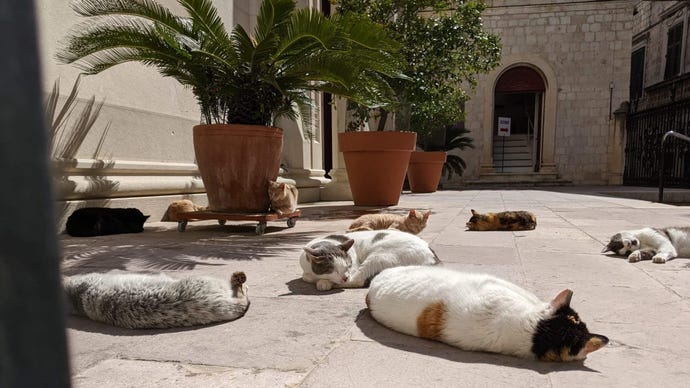 Cats lounging in the sun, outside a church in Croatia.