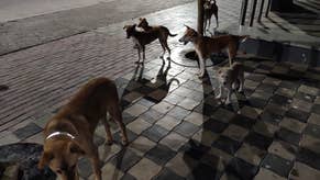Devs and doggos: how Nodding Head made Raji while saving stray Indian dogs