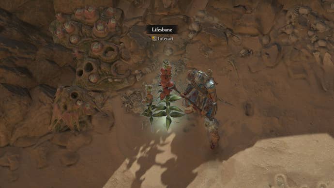 A close-up image of Diablo 4 Lifesbane.