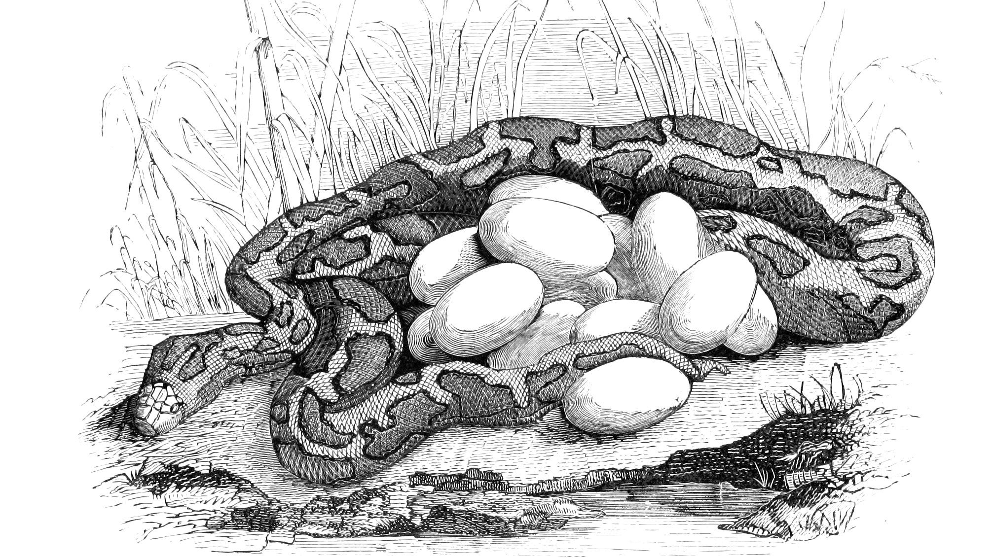 A python coiled around a clutch of eggs in an illustration from &lsquo;Los Héroes y las Maravillas del Mundo.'