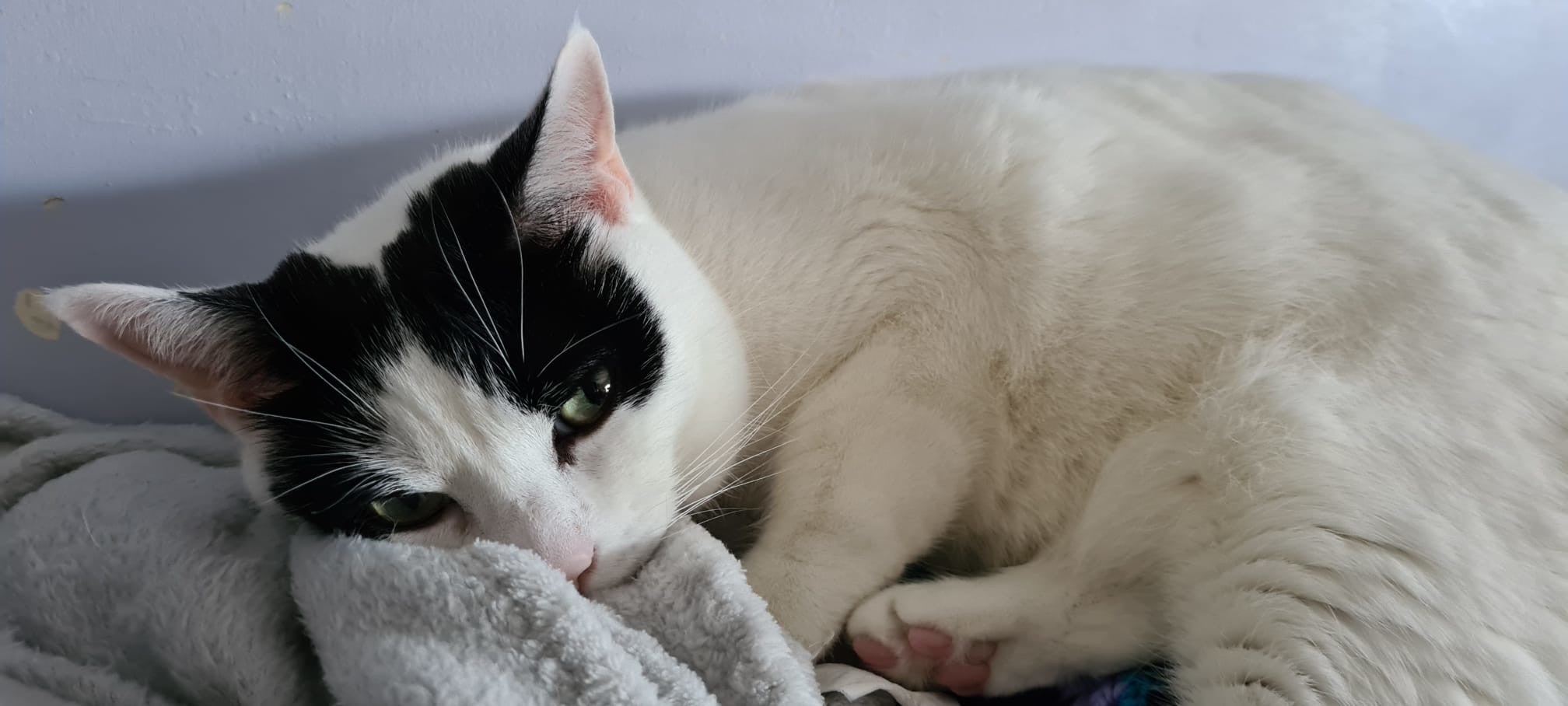 A photo of beautiful cat Kira.