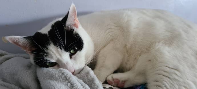 A photo of beautiful cat Kira.