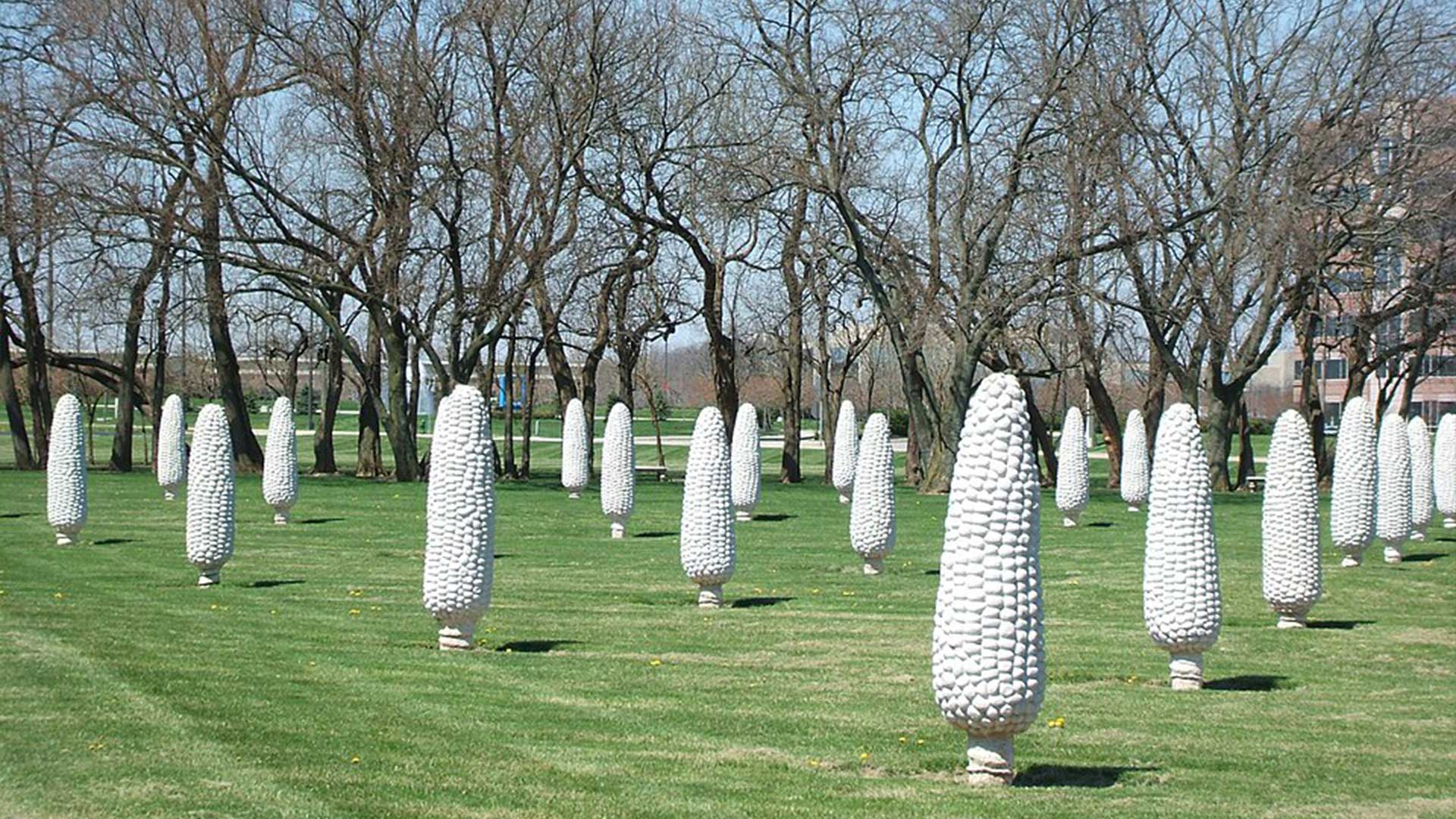 A field of concrete corn cobs celebrating the history of hybridised corn