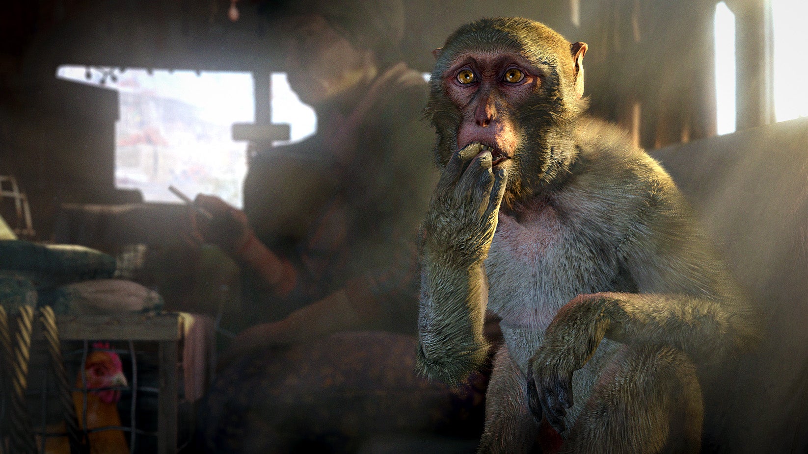 A screenshot of a small monkey nibbling on their paw, as if they were eating popcorn. Do monkeys even eat popcorn? No one knows. That's not true: David Attenborough probably does.