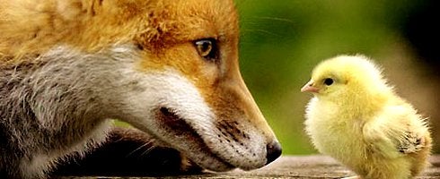 Yee ESRB issuing game ratings is like a "fox guarding the henhouse