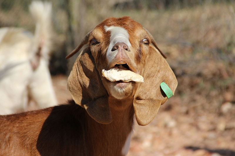 Goat Simulator and I Am Bread team up for GoatBread DLC | Eurogamer.net