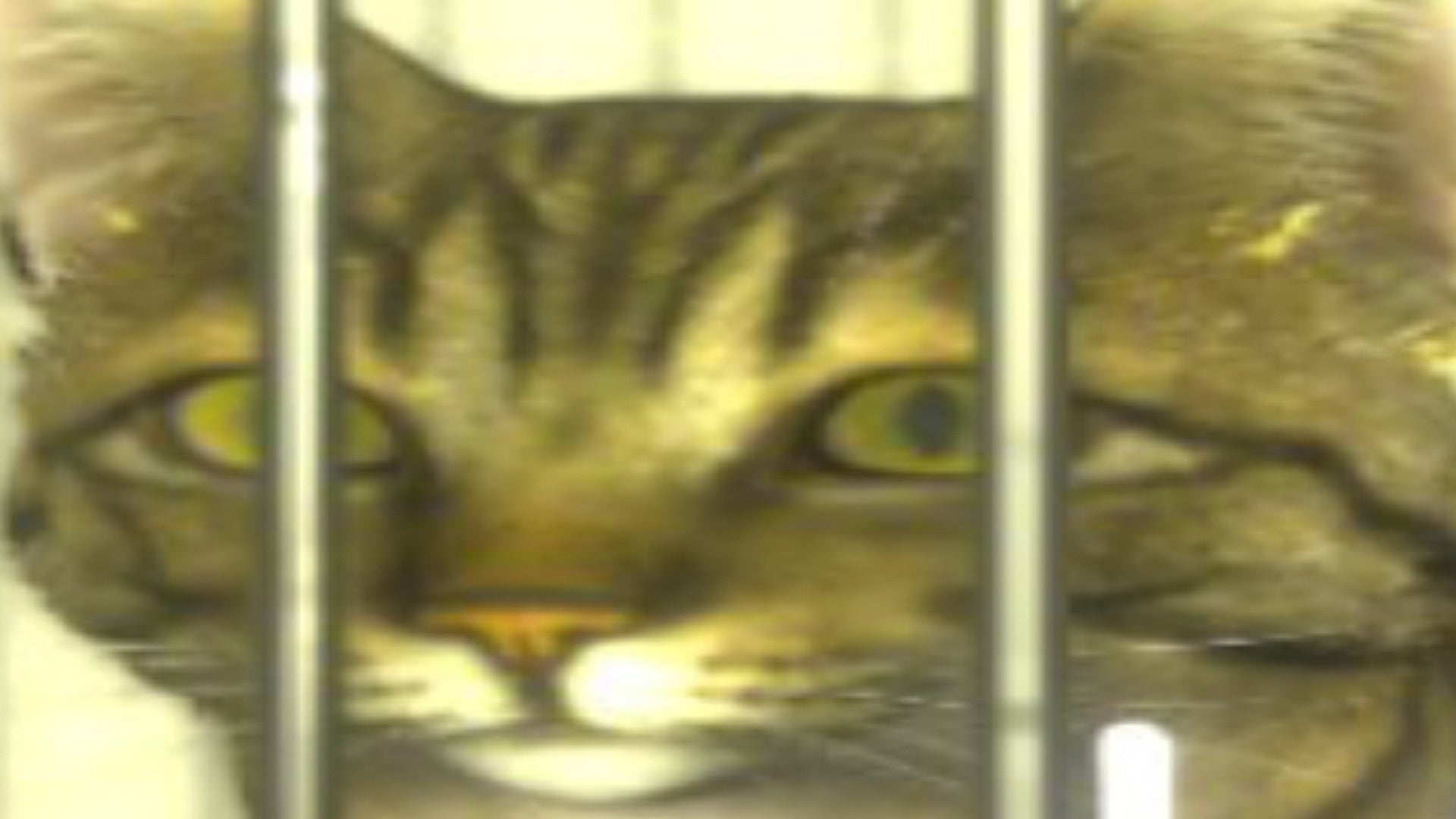 A cat in jail. - 8