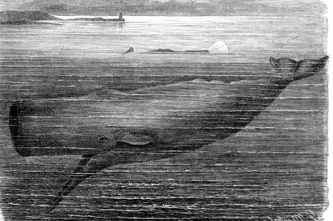 Interview with the video game whale