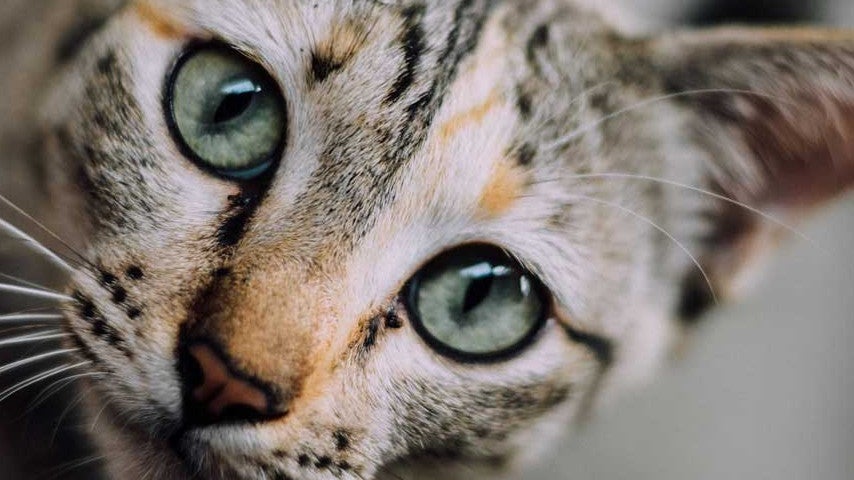 Overwatch's 'Jetpack Cat' may yet make an appearance, proving cats really do have 9 lives