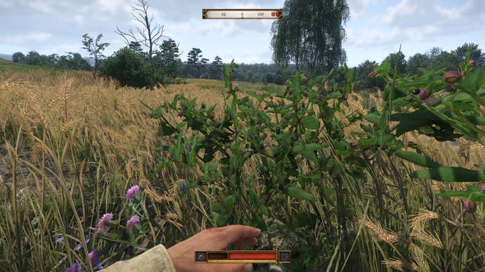 Henry looking at belladonna in Kingdom Come Deliverance 2