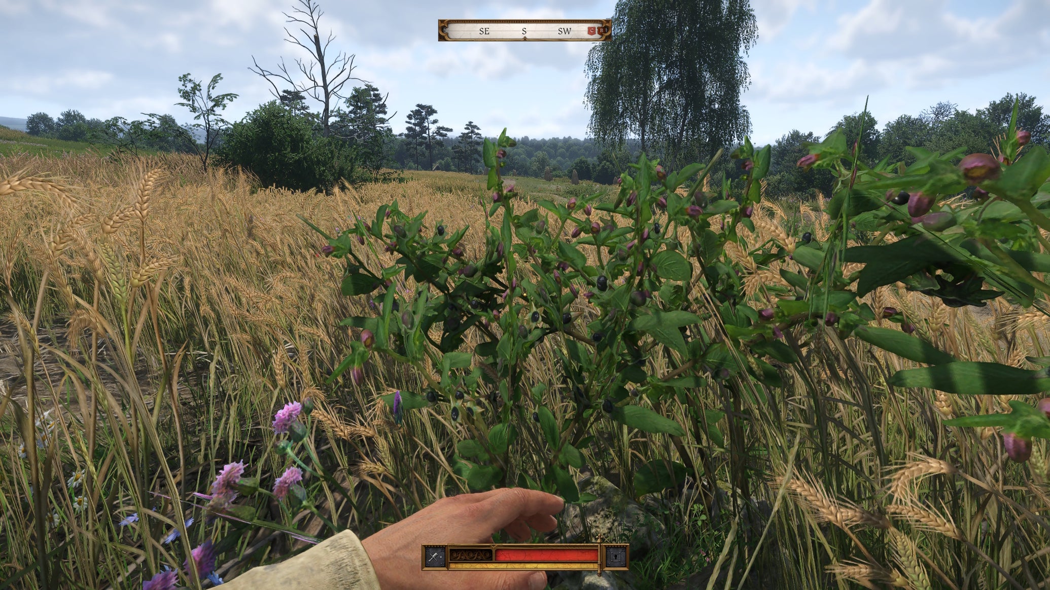 Henry looking at belladonna in Kingdom Come Deliverance 2 - 1