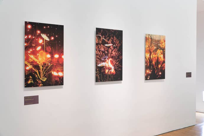 Three images from Flowers Don’t Care, by Total Refusal, showing images of flowers unmoved by explosions.