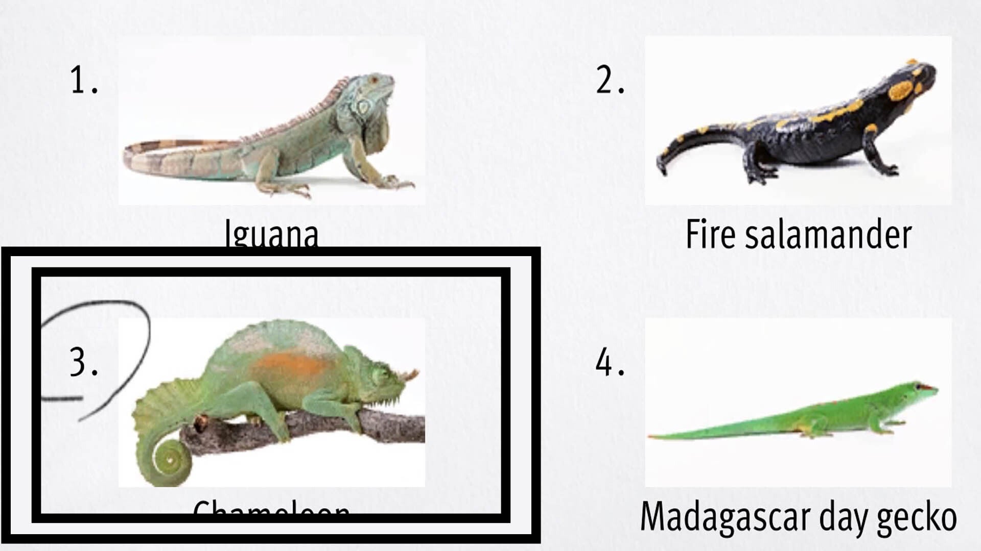 Like a Dragon Infinite Wealth, an image of a green and orange Chameleon has been circled in the bottom left corner.