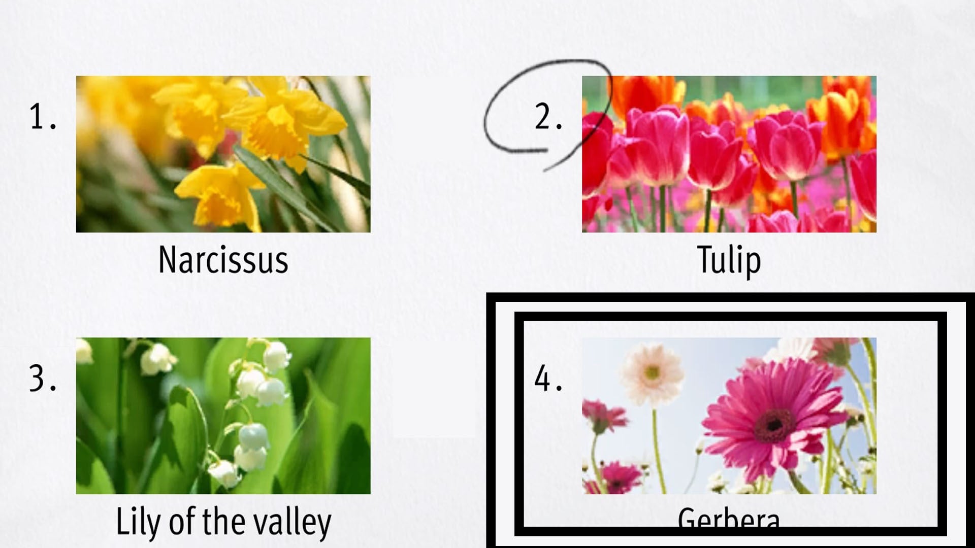 Like a Dragon Infinite Wealth, Gerberas - a plant that looks like a big daisy - have been circled in a test.