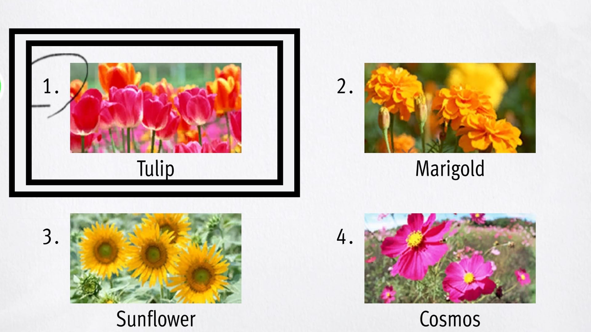 Like a Dragon Infinite Wealth, Tulips have been circled among a set of test answers.