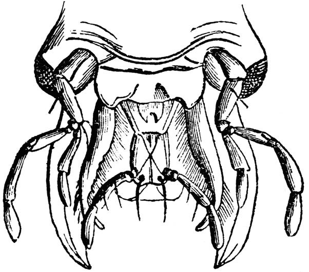 The mouth of a biting insect is composed of an upper lip, a pair of mandibles, a pair of jaws, and a lower lip.
