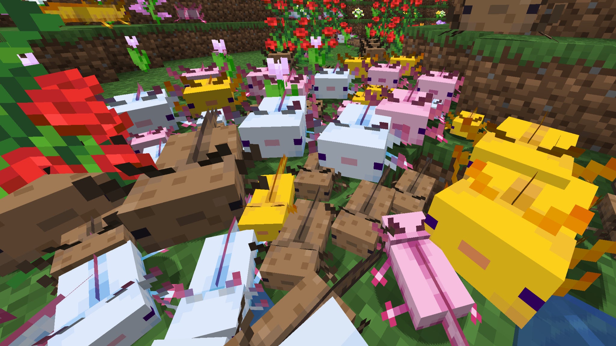 A Minecraft screenshot of many dozens of Axolotl of different colours crawling towards the camera. - 4