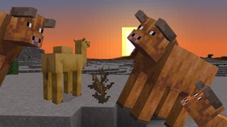 Minecraft's new warm cows peeking into an in-game scene showing a camel admiring the sunset.
