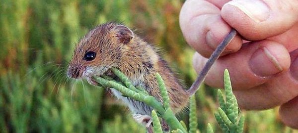 Phew! It's My Yearly Mouse Update | Rock Paper Shotgun