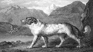 Newfoundland Dog