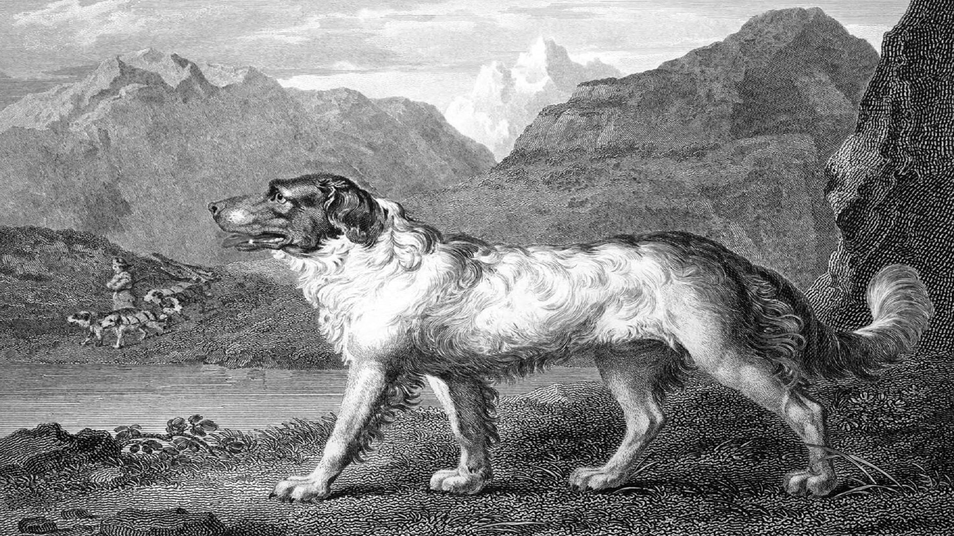 Newfoundland Dog - 1