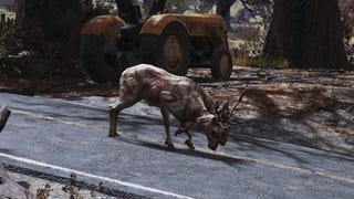 In Fallout 76 c'è uno speciale cervo che vi fa scovare ricompense nascoste (se non lo uccidete)