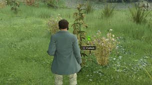 A Nightingale player stands in front of a plant that yields plant fiber in the forest realm