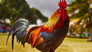O mistério das galinhas super agressivas em Assassin's Creed Odyssey