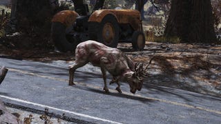 There's a special deer in Fallout 76 that will lead you to stashes of loot (but players keep killing it)