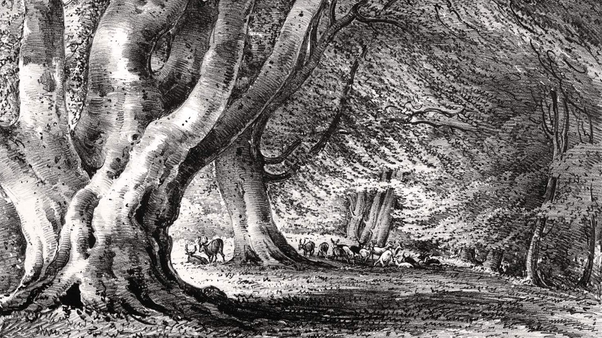 An old black and white vintage illustration of an old beech tree standing in the foreground as a herd of deer can be seen a little farther into the woods. - 1