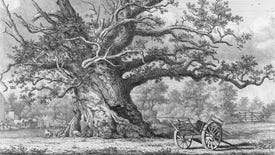 An old vintage illustration of a Cowthorpe Oak tree, with a wheelbarrow in the foreground.