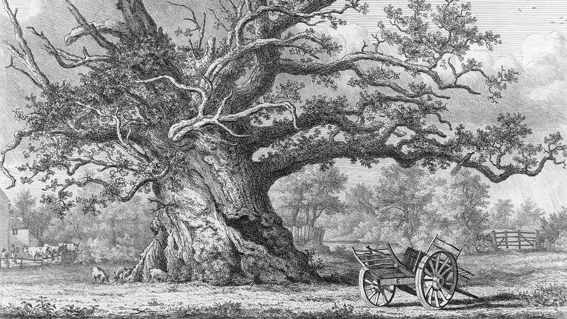 An old vintage illustration of a Cowthorpe Oak tree, with a wheelbarrow in the foreground. - 1