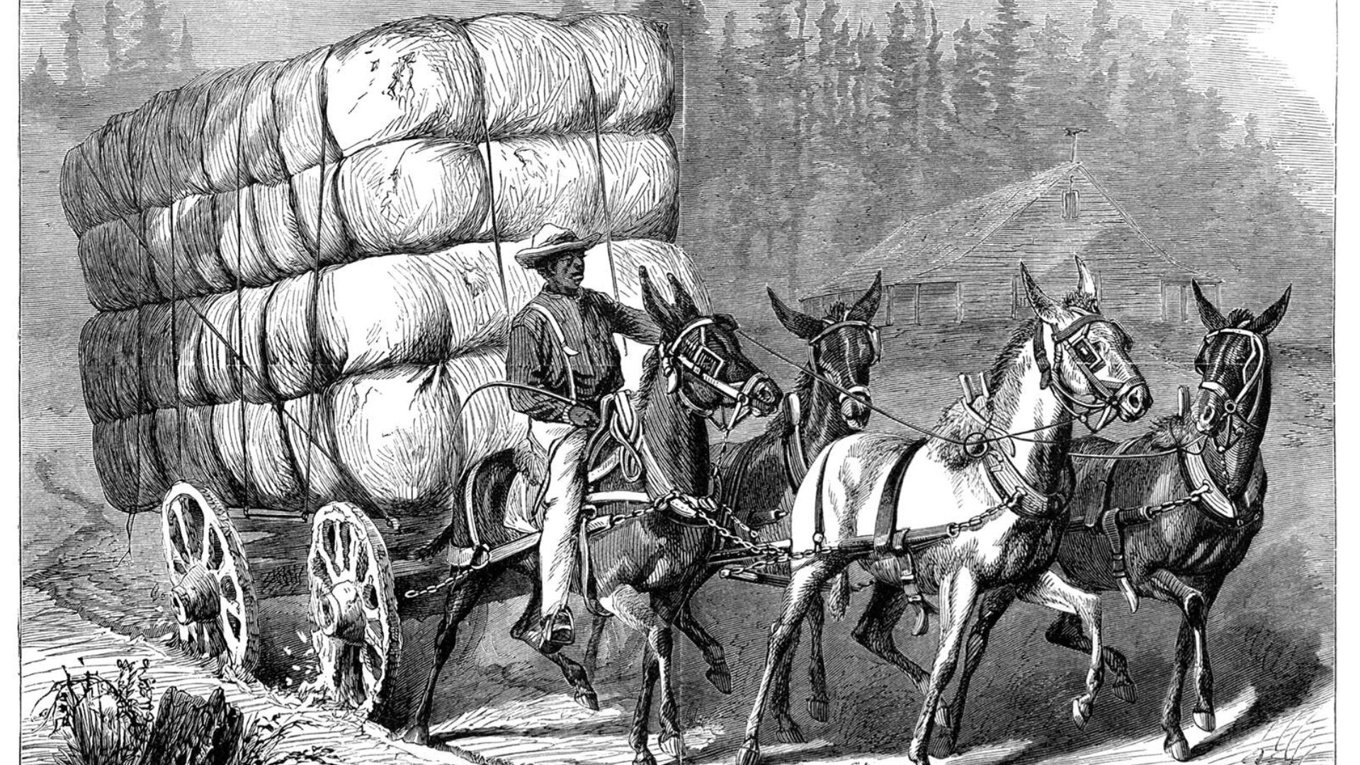 An old black and white vintage illustration of a team of four horses pulling a cart filled up with cotton bales and driven by a man riding one of them. - 1