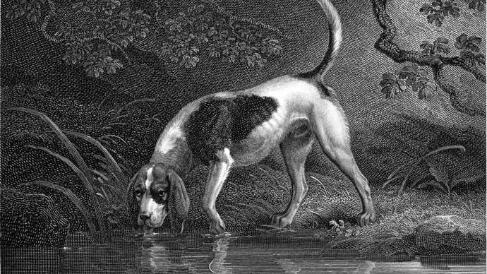 An old black and white vintage illustration of a Southern Hound looking up from the water while drinking from a pond in the woods.