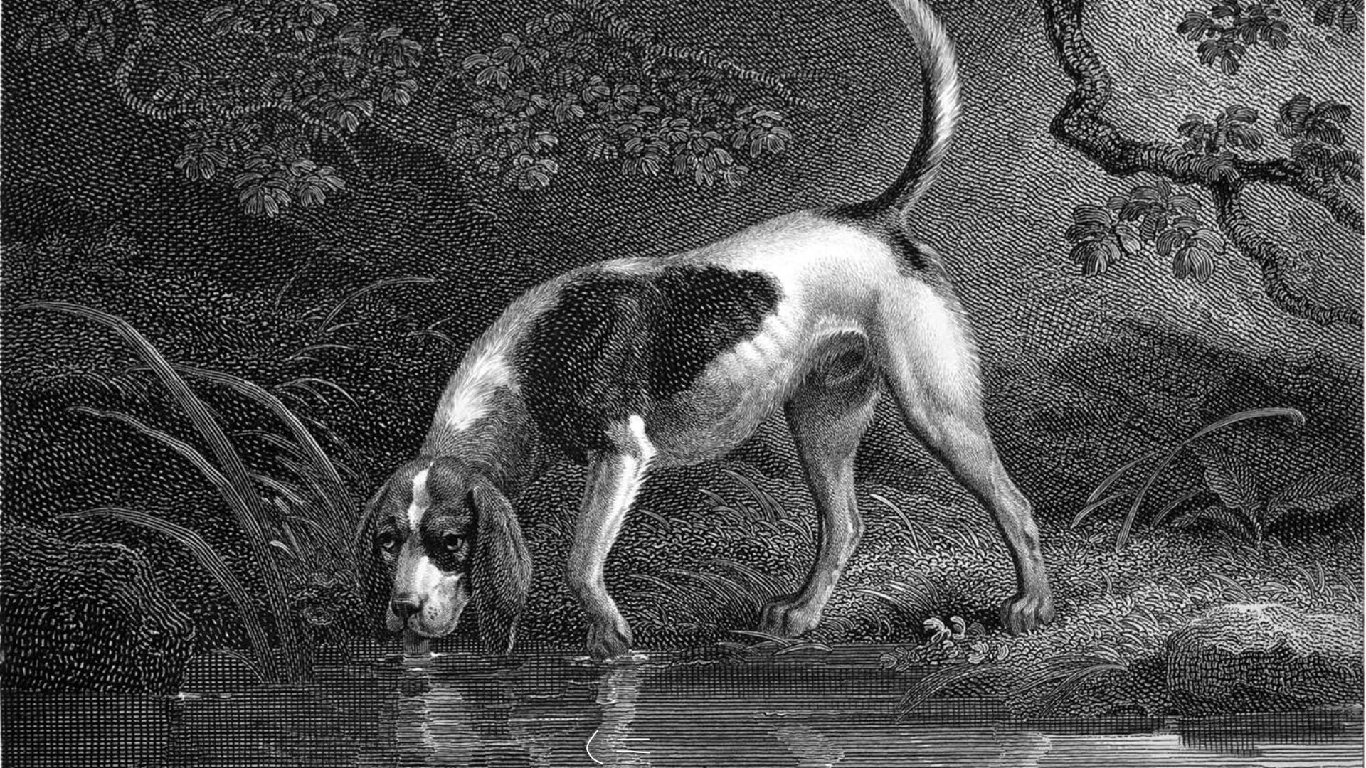 An old black and white vintage illustration of a Southern Hound looking up from the water while drinking from a pond in the woods. - 1