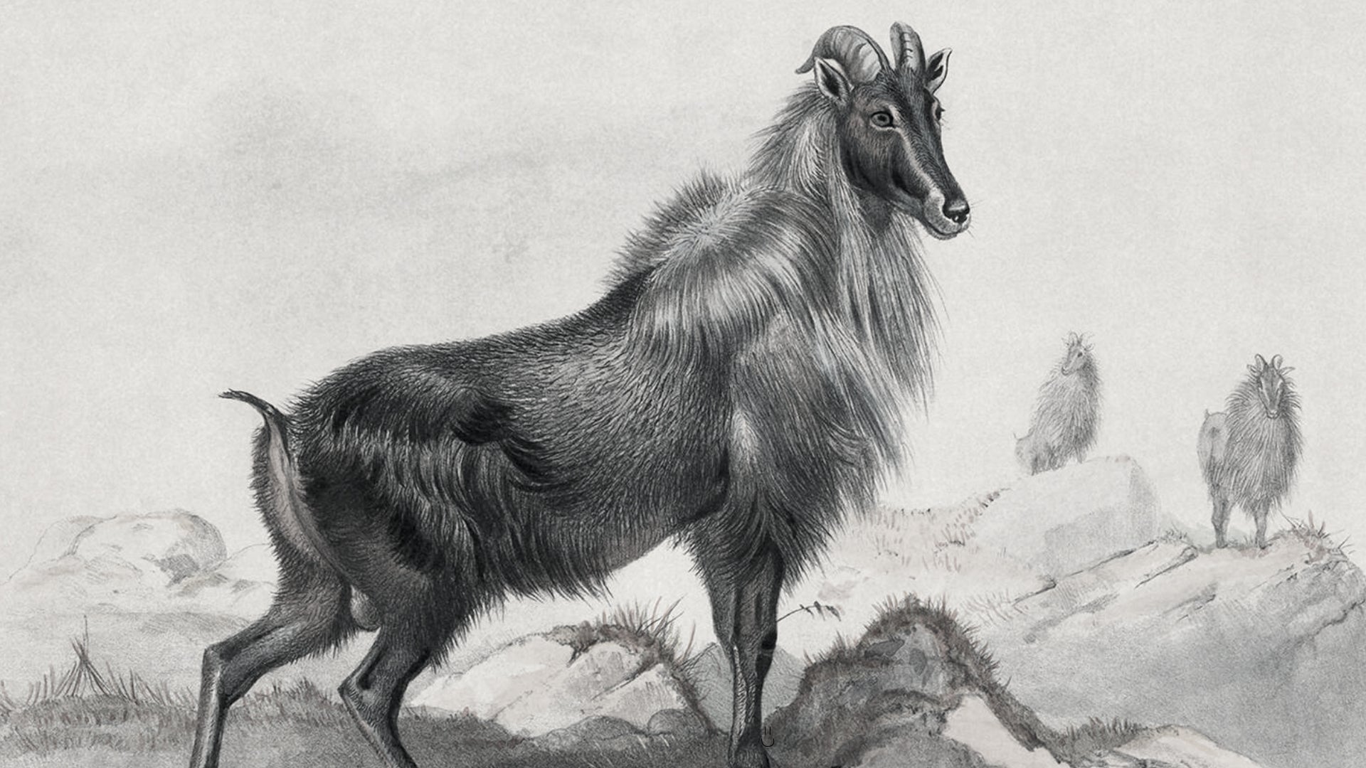 An old black and white vintage illustration of a bull tahr goat standing in a barren, rocky landscape, viewed from the side. - 1