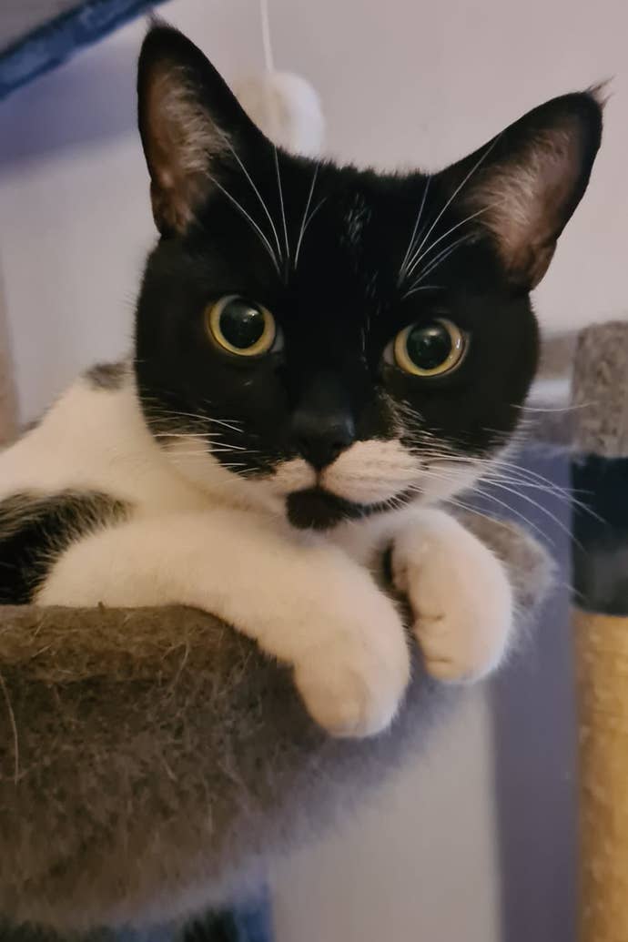 A photo of Harvey, a beautiful black and white cat in the care of Ollie.