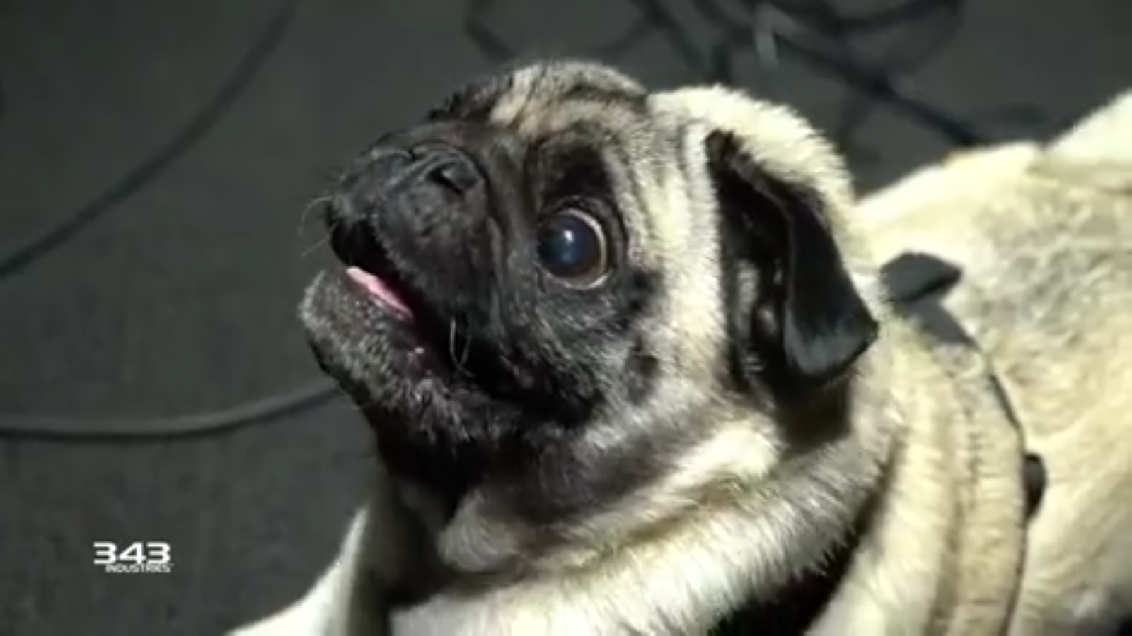 Pug online breathing weird