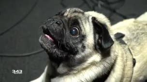 Meet the pug pup behind the weird sounds of Halo Infinite
