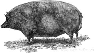 A big pig in an illustration from 'Observations on Mr. Archer's statistical survey of the County of Dublin'.