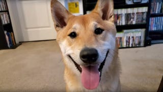 Pies-speedrunner weźmie udział w wielkiej imprezie charytatywnej
