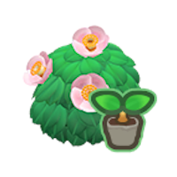 koniferendnger thuja Thuja Dnger flssig - Fr gesunde Thuja Pflanzen!
