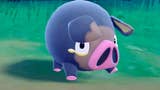 Gracze zakochali się w okrągłej śwince. Internet reaguje na nowe Pokemony