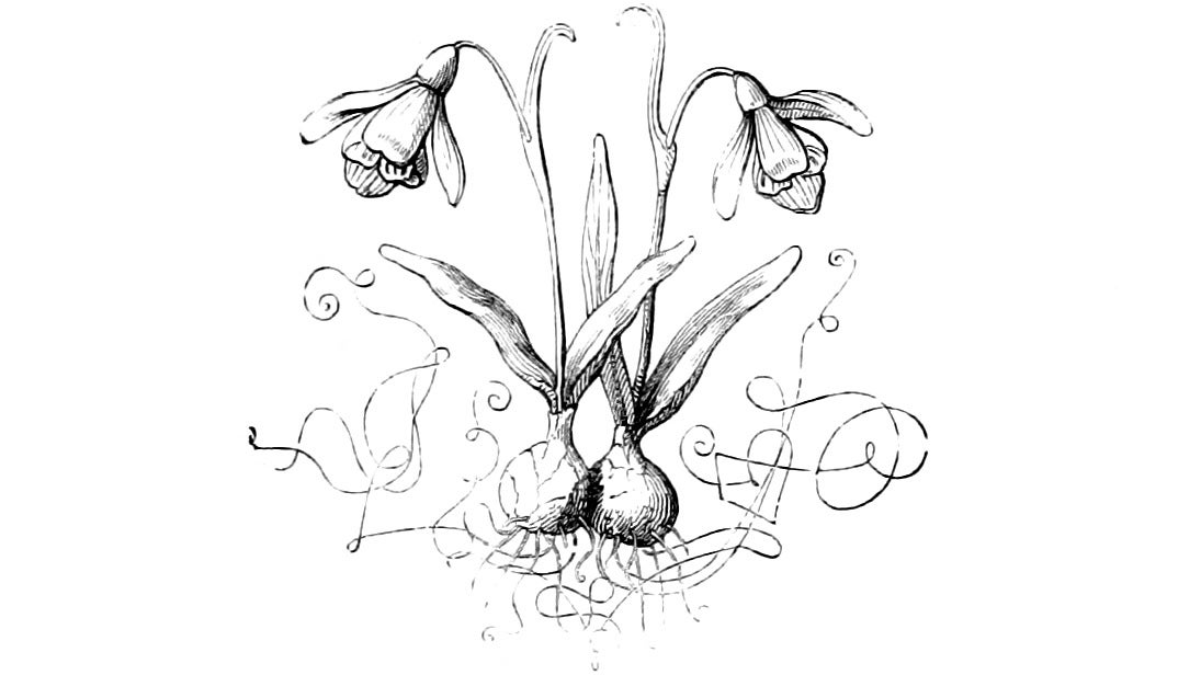 An illustration of snowdrops from 'The Juvenile Verse and Picture Book'. - 1
