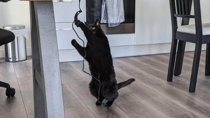 James' cat Roxy pawing at a laptop power cable